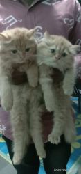 persian female kittens