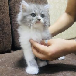 Doll face Persian kittens for sale
