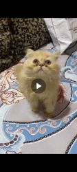2.5 month old Persian Female
