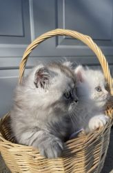 Two Persian kittens looking for their forever home