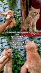 Quality persian kittens available for sale parents FCI registered