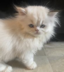 Female Color Point Persian Kitten