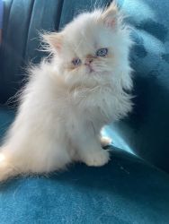 Extreme Long Haired Male Flame Point Persian