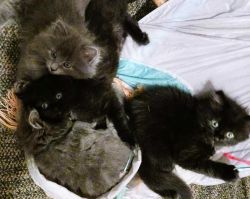 3 female Persian Maine Coon kittens