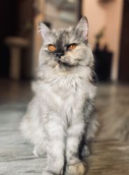04 Persian kittens aged 56 days