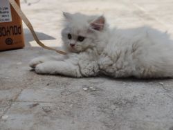 Persian kittens 2 months old