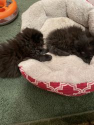 Persian kittens