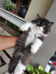 Persian Cats available in Chennai