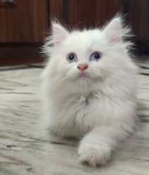 Persian cat , blue eyes,fully active, 1.5 month kitten for sale