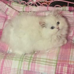 Persian kittens solid white