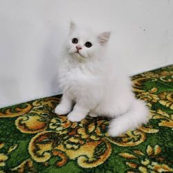 Cute Persian Kittens Currently Available