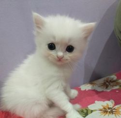 Persian Cats 15 days