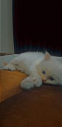 Persian cats white and brown color