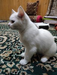 Persian cross breed kitten