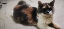 Hurry!! 4 Months Persian Calicos for Sale!!