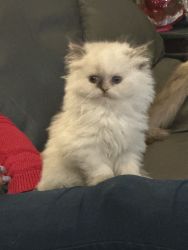 Himalayan & Persian kittens available NOW