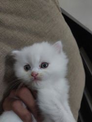 White persian kitten (female)