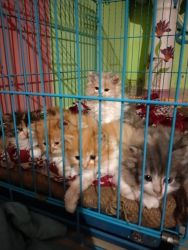 Persian kittens for sale 2 male and 2 female