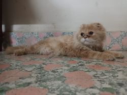 Persian cat 6 month old