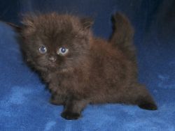 Male Black Smoke Persian Kitten