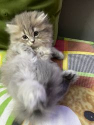 PERSIAN MALE KITTEN 2 months old for sale,litter trained