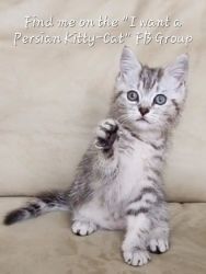 Half Persian Kitten