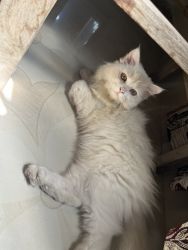 I want to selling Persian kitty Male