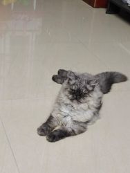 Grey semi punch Persian cat for sale.