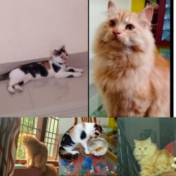 1 year old Persian male &1 female calico