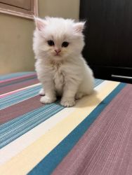 Persian Cat Female White Price negotiable