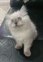 Two white Persian kittens male and female for sale