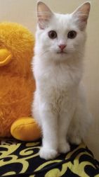 White pure female persian cat for sale