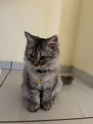 94 days grey colour persian male cat.