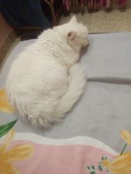 2 Persian cats for sale