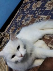 Persian cat blue eyes