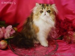 CFA Royal Persian Top Q Absolutely Delightful kittens Purr Darlings