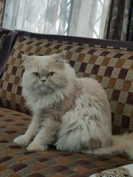 Semi Punch Face Male Persian Cat