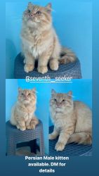Persian Ginger Kittens for Sale