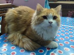 Adult male persian cat for sale