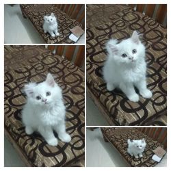 White Persian kitten for sale