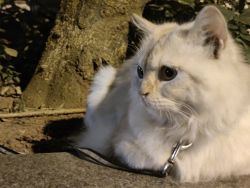 Persian Male Cat (8months old)