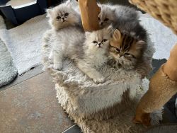 persian kittens at xxx.xxxxxxxxxxx.xxx
