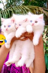 PERSIAN CAT AVAILABLE