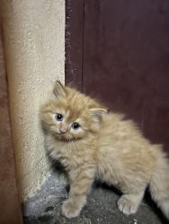 Perisian kittens for sale