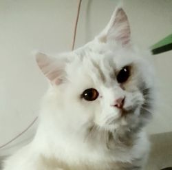 Doll face White Persian Cat