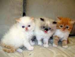 cute and lovely home raised Persian kittens