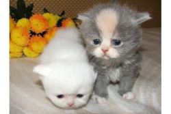 Amazing Persian Kittens