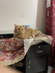 Vaccinated male Persian cat
