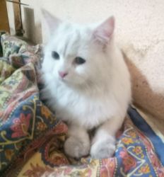 White Persian pure breed for sale (price negotiable)