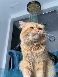 7 months old male persian cat